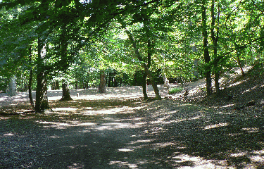 FORET DE LA MUETTE-yvelines