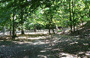 FORET DE LA MUETTE-yvelines