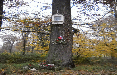 FORET DE SAINT GERMAIN-yvelines