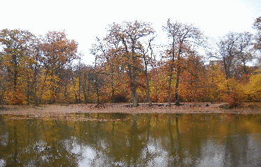 FORET DE SAINT GERMAIN-yvelines
