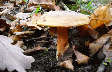 SAINT GERMAIN EN LAYE-yvelines