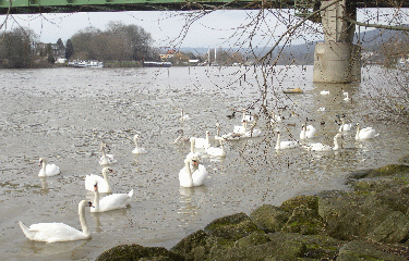 TRIEL SUR SEINE-yvelines