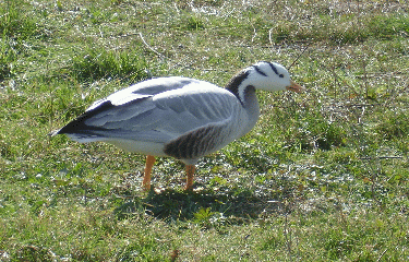 TRIEL SUR SEINE-yvelines