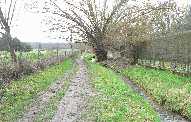 FORET DE MARLY(2)-yvelines
