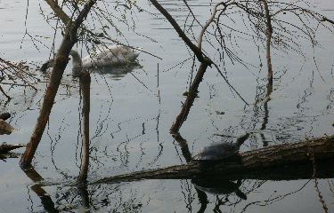 ETANG DU GALLARDON-yvelines