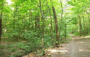 MARLY - FAUSSES-REPOSES-yvelines