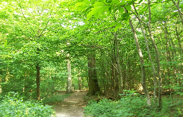 FORET DE SAINT-GERMAIN-yvelines