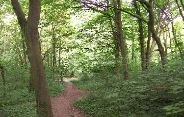 FORET DE SAINT-GERMAIN-yvelines