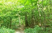 FORET DE SAINT-GERMAIN-yvelines