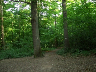 FORET DE MARLY (3)-yvelines