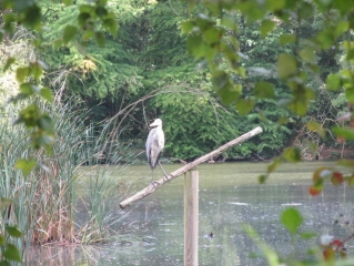 BOIS DE LOUVECIENNES-yvelines