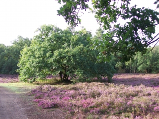 CLAIRIERES DE VERNEUIL-yvelines