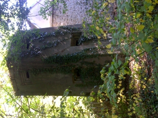 FORET DE FAUSSES REPOSES-yvelines