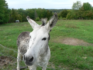 BREUIL BOIS ROBERT-yvelines