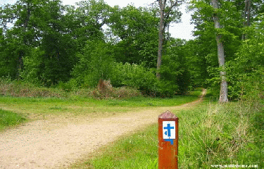 FORET DE POISSY-yvelines