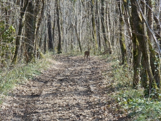 RIMBAULT - FORET DE CHIZE-deux-sevres