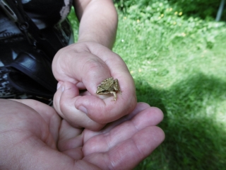 SAINT-GEORGES-DE-REX - LE PORT GORON D AMURE-deux-sevres
