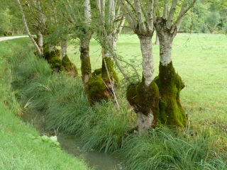 CANAL DU MIGNON-deux-sevres