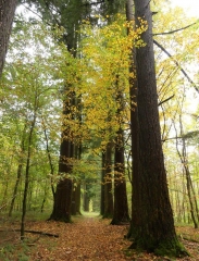 L ARBORETUN DE VENDRESSE-ardenne