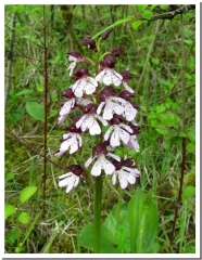 LES ORCHIDEES DE LA COTE DE SAINFOIN-ardenne
