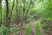 A L’OUEST DE NEUFMANIL.-ardenne