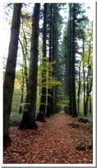 VALLEE DE LA BAR ET FORET DE VENDRESSE-ardenne