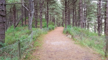 QUEND PINS ET DUNES-somme