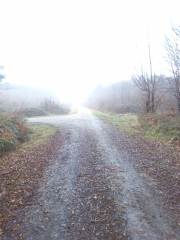 BALADE EN FORET DE CRECY-EN-PONTHIEU-somme