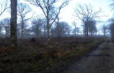 BALADE EN FORET DE CRECY-EN-PONTHIEU-somme