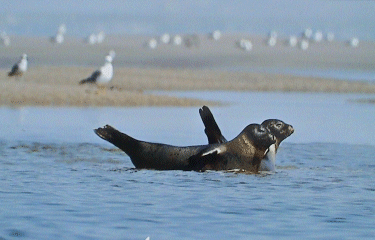 La Baie de Somme-somme