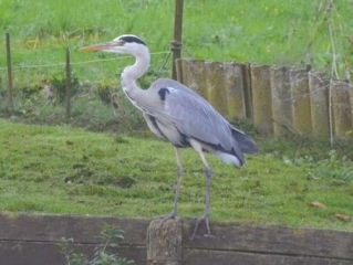 LES HORTILLONNAGES-somme