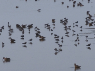 SAINT-QUENTIN-EN-TOURMONT  - PARC MARQUENTERRE ORNITHOLOGIQUE-somme