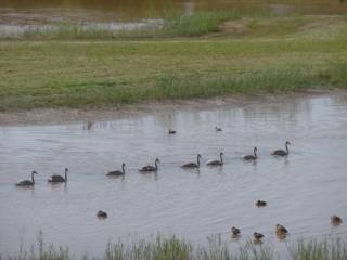 SAINT-QUENTIN-EN-TOURMONT  - PARC MARQUENTERRE ORNITHOLOGIQUE-somme