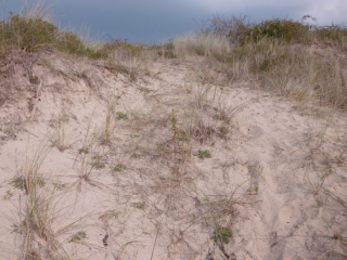 FORT MAHON - DUNES DE L AUTHIE SENTIER DECOUVERTE-somme