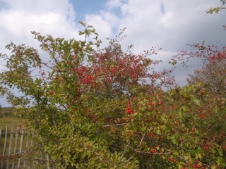 FORT MAHON - DUNES DE L AUTHIE SENTIER DECOUVERTE-somme