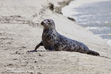 POINTE HOUDEL - OBSERVATION DES PHOQUES-somme
