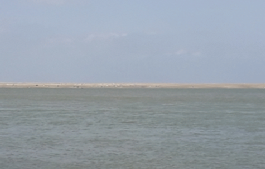 POINTE HOUDEL - OBSERVATION DES PHOQUES-somme
