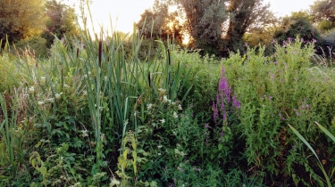 RUE ET SON HISTOIRE-somme