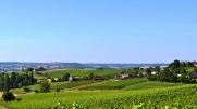 ENTRE VIGNES ET BOIS-tarn