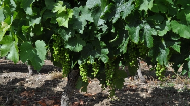 BALADE AUTOUR DE LAMOTHE-tarn