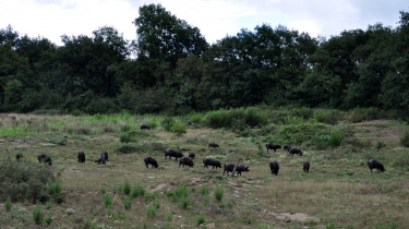 LA FERME DES PORCS NOIRS GASCON-tarn