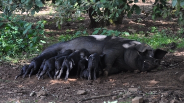 LA FERME DES PORCS NOIRS GASCON-tarn
