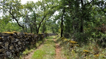SAINT-MICHEL-DE-VAX - SAINTE-SABINE-tarn