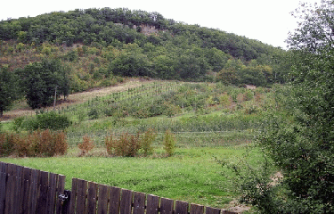 FORET DE GRESIGNE-tarn