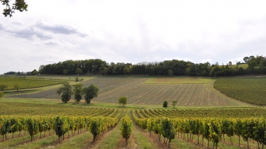AU COEUR DE LA TOSCANE TARNAISE-tarn