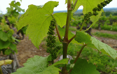SENTIER VIGNOBLES ET CHATEAUX-tarn