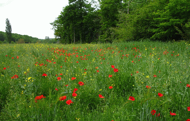 SENTIER DE GRADILLE-tarn