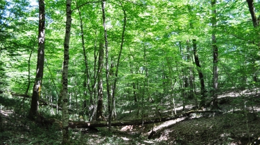 LA GRANDE BARAQUE - VERSION SAUVAGE-tarn