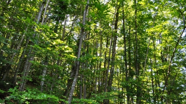 LA GRANDE BARAQUE - VERSION SAUVAGE-tarn