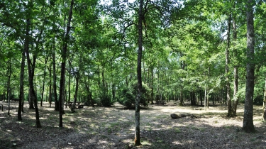 FORET DE SIVENS - PETITE BOUCLE-tarn